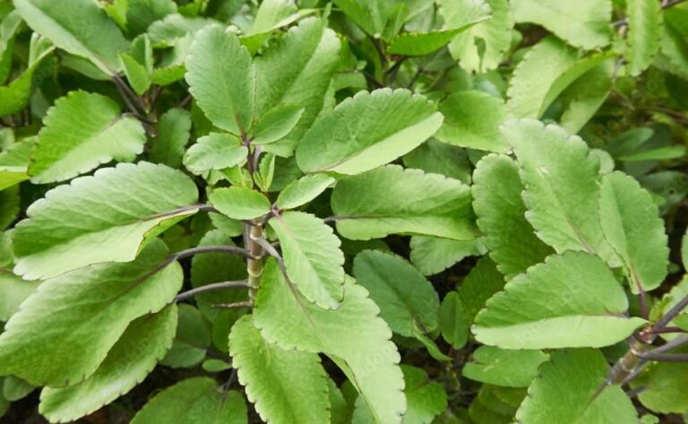 Bryophyllum (Patharchatta): Health Benefits, Medicinal Uses, Side ...