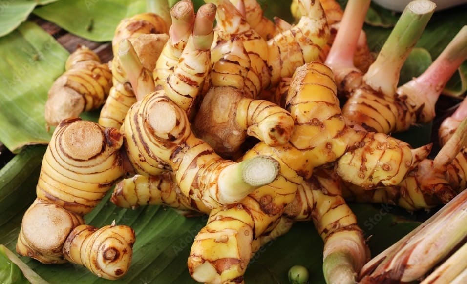 Galangal