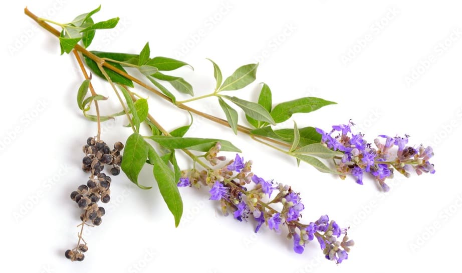 Chasteberry