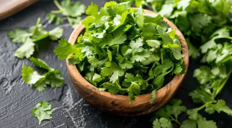 Cilantro