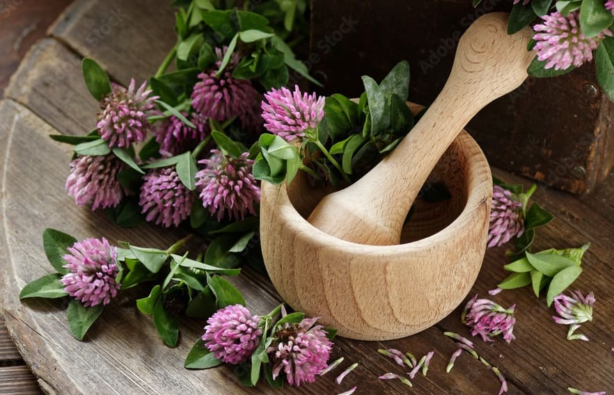 Red Clover