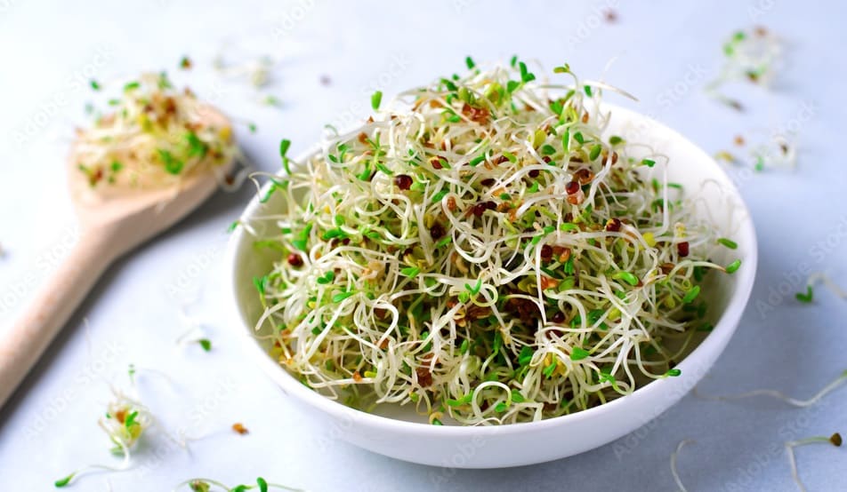 Alfalfa
