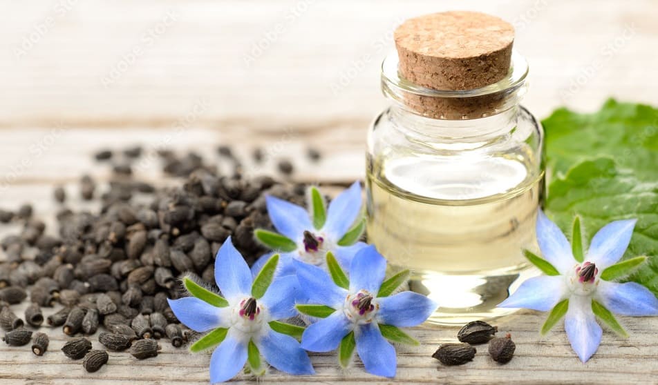 Borage