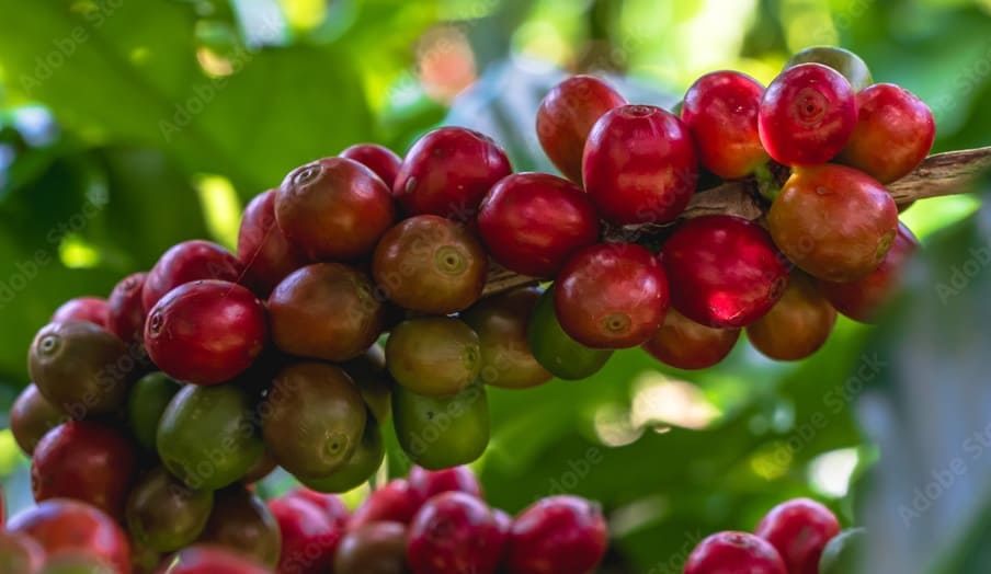 Coffee Fruit