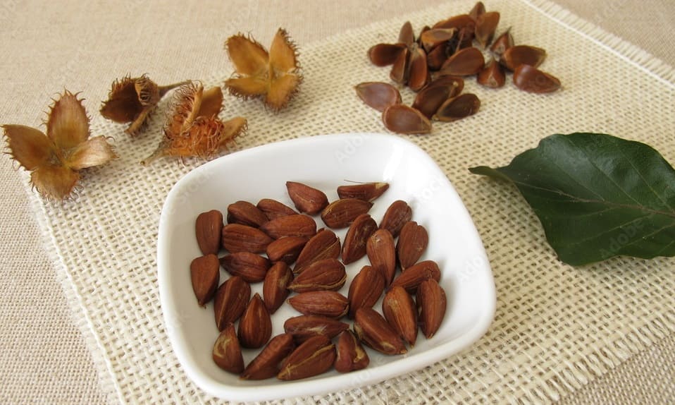 Beech Nuts