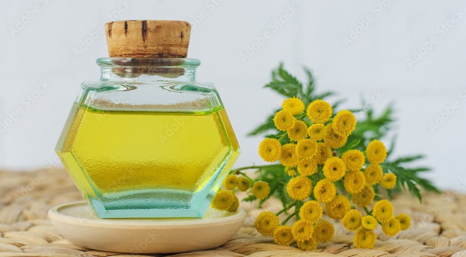 Blue Tansy Oil