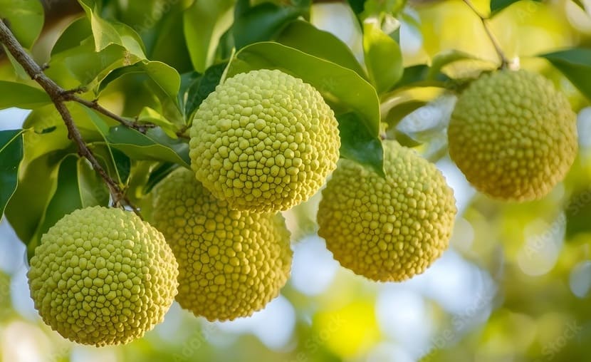 Osage Orange