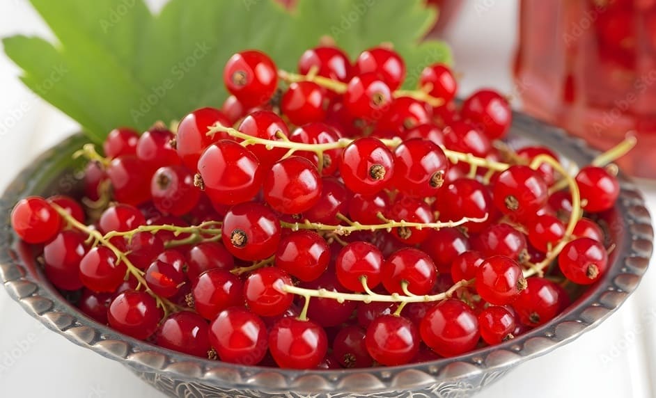 Redcurrant