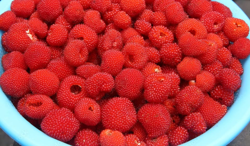 Thimbleberries
