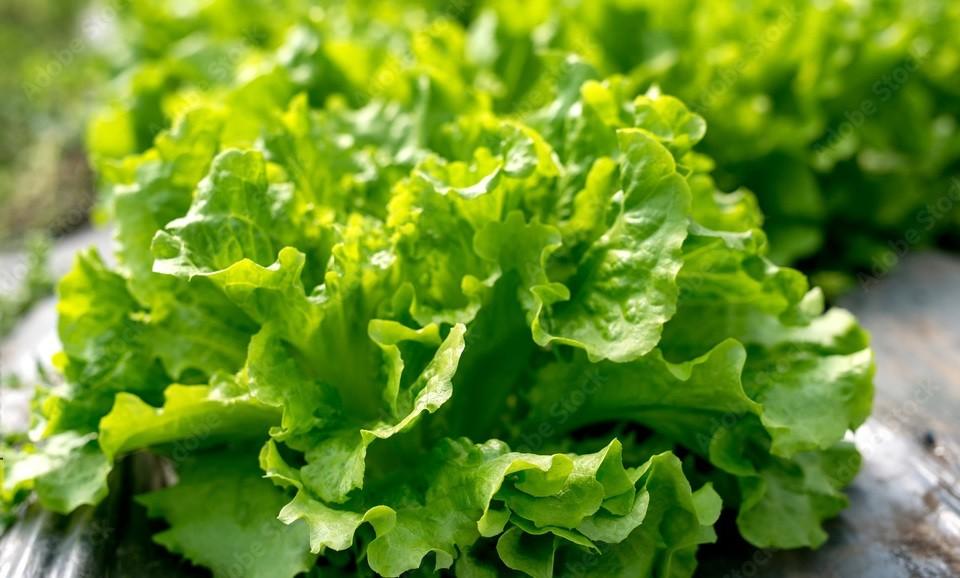 Lettuce