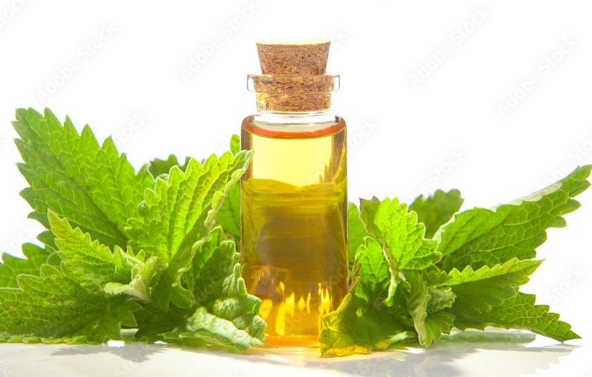 Catnip Oil