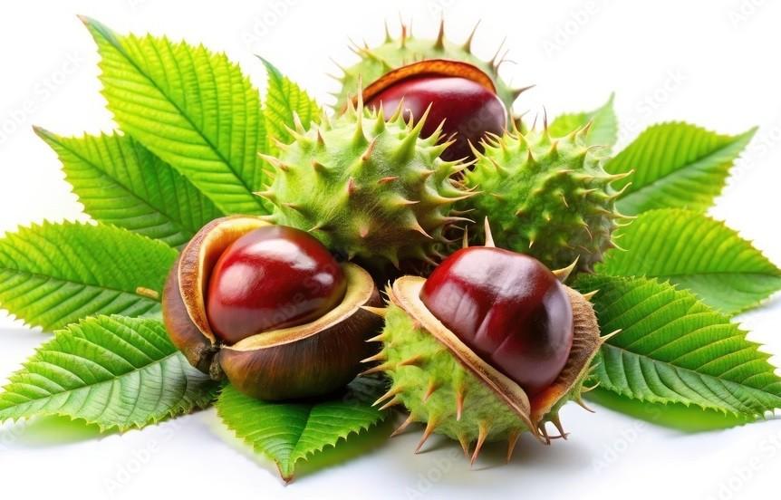 Horse Chestnut
