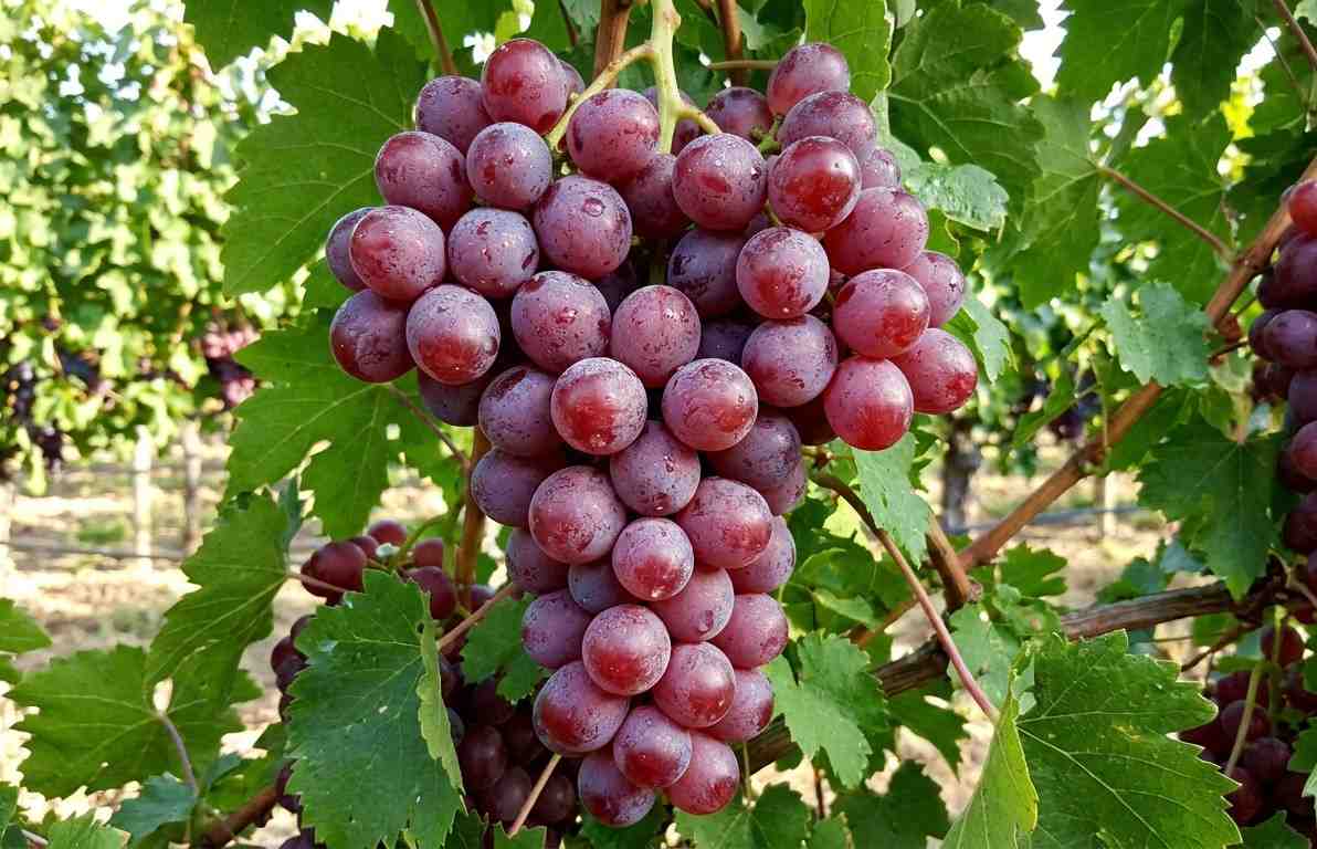 Red Globe Grapes