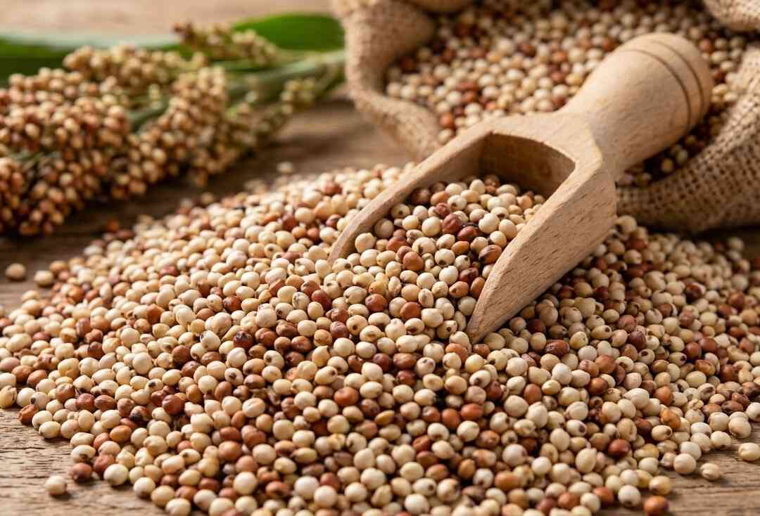 Sorghum