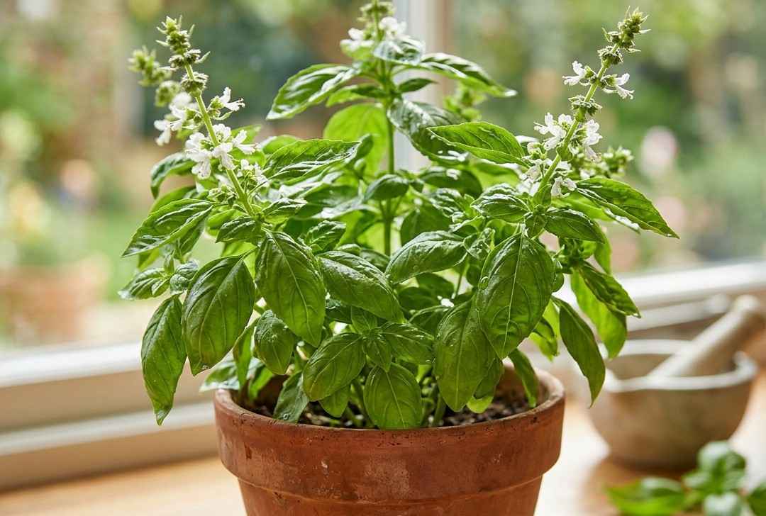 Basil