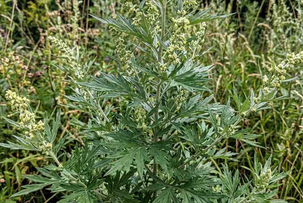 Mugwort