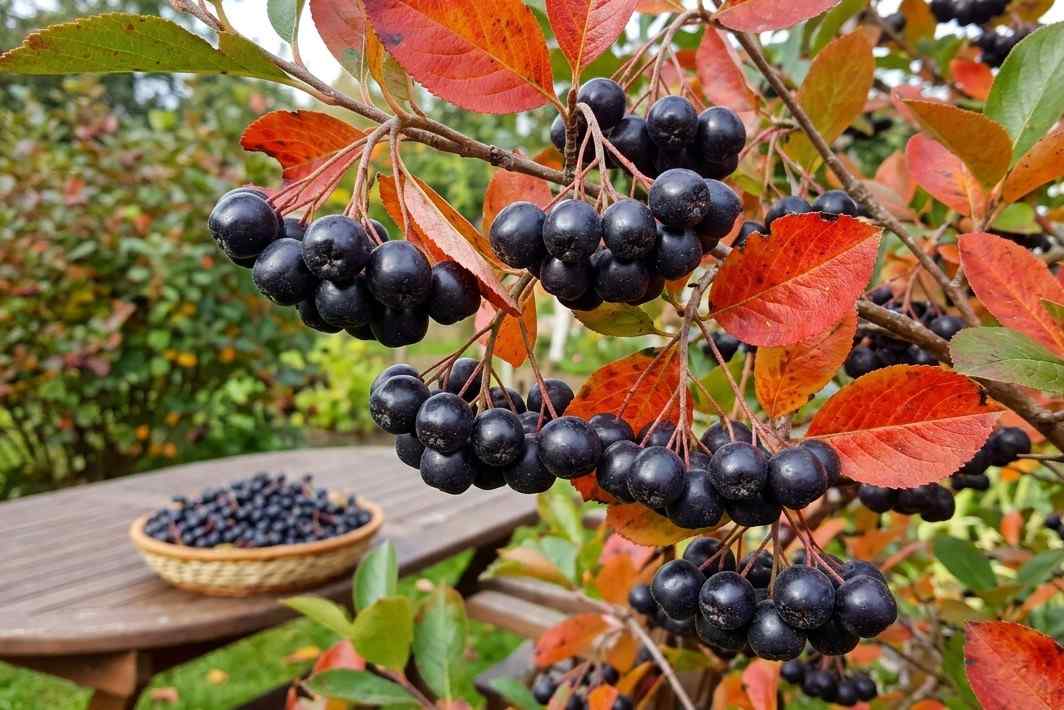 Aronia Berries