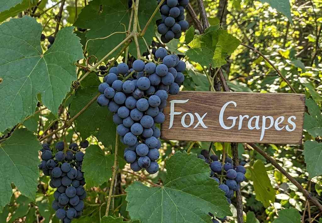 Fox Grapes
