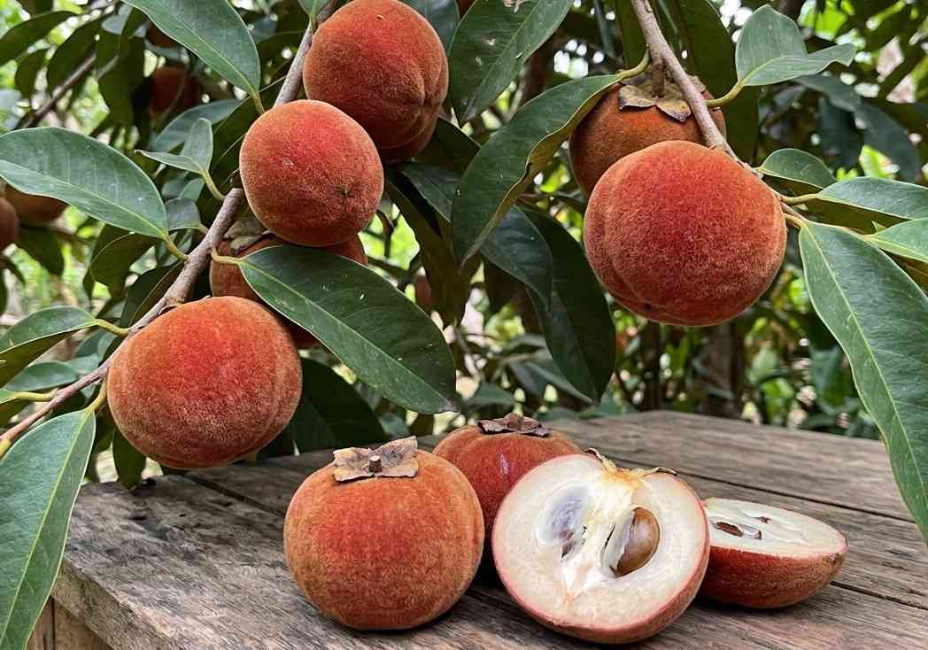Velvet Apple