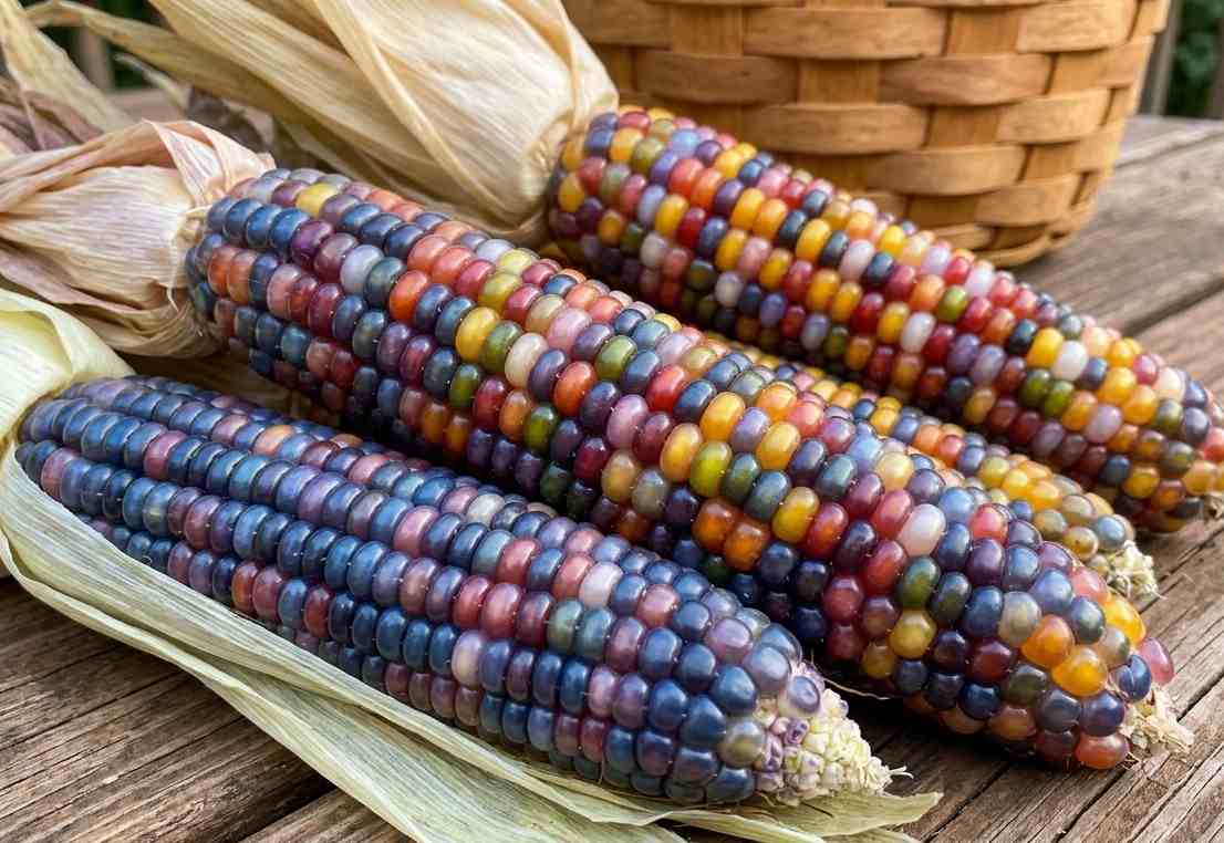 Glass Gem Corn